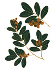 Wall Decals Cranberry branches by Natasha Prevost