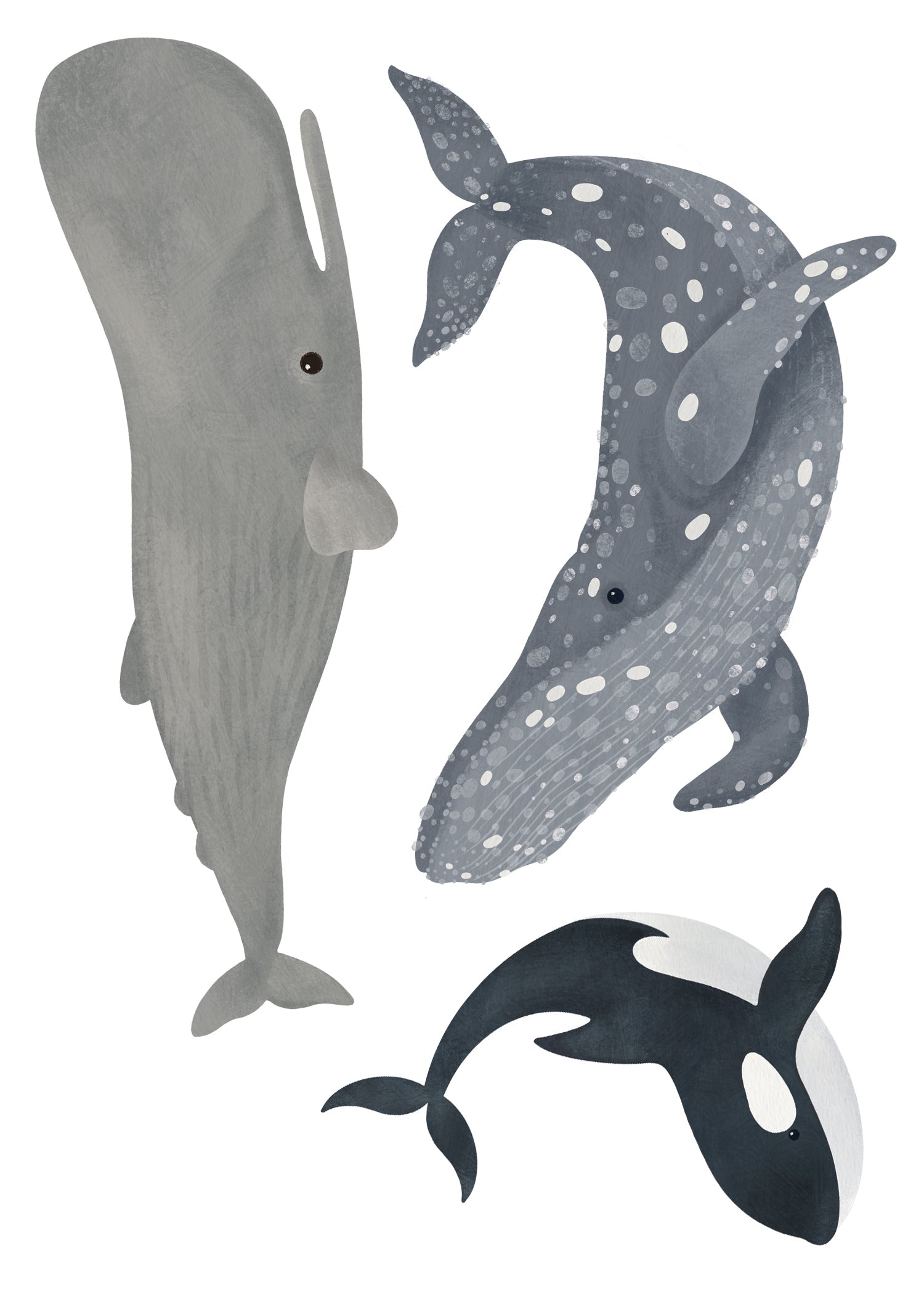 Autocollants muraux Mammifères Marins