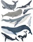 Wall Decals Marine Mammals