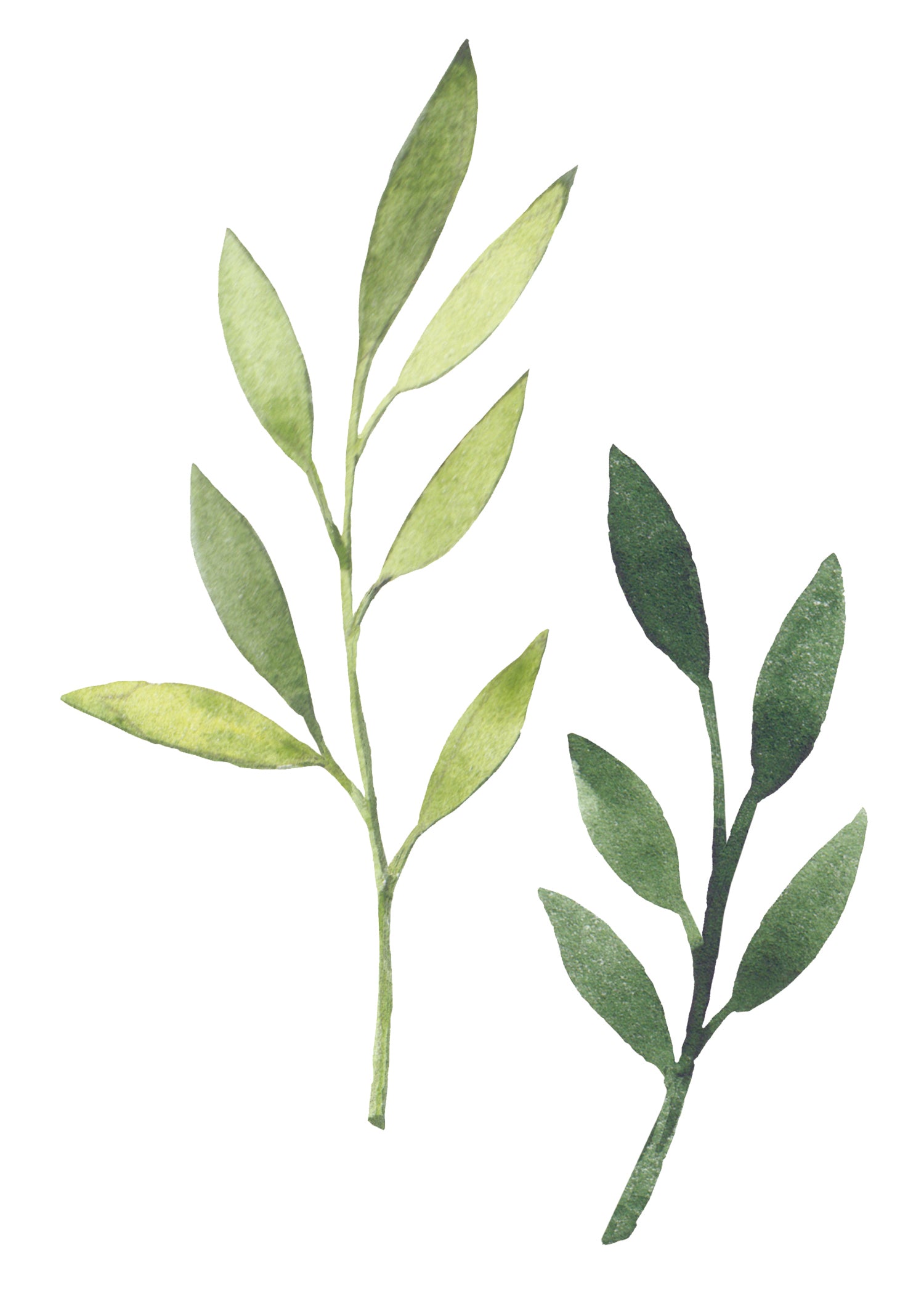 Autocollants muraux Leaves